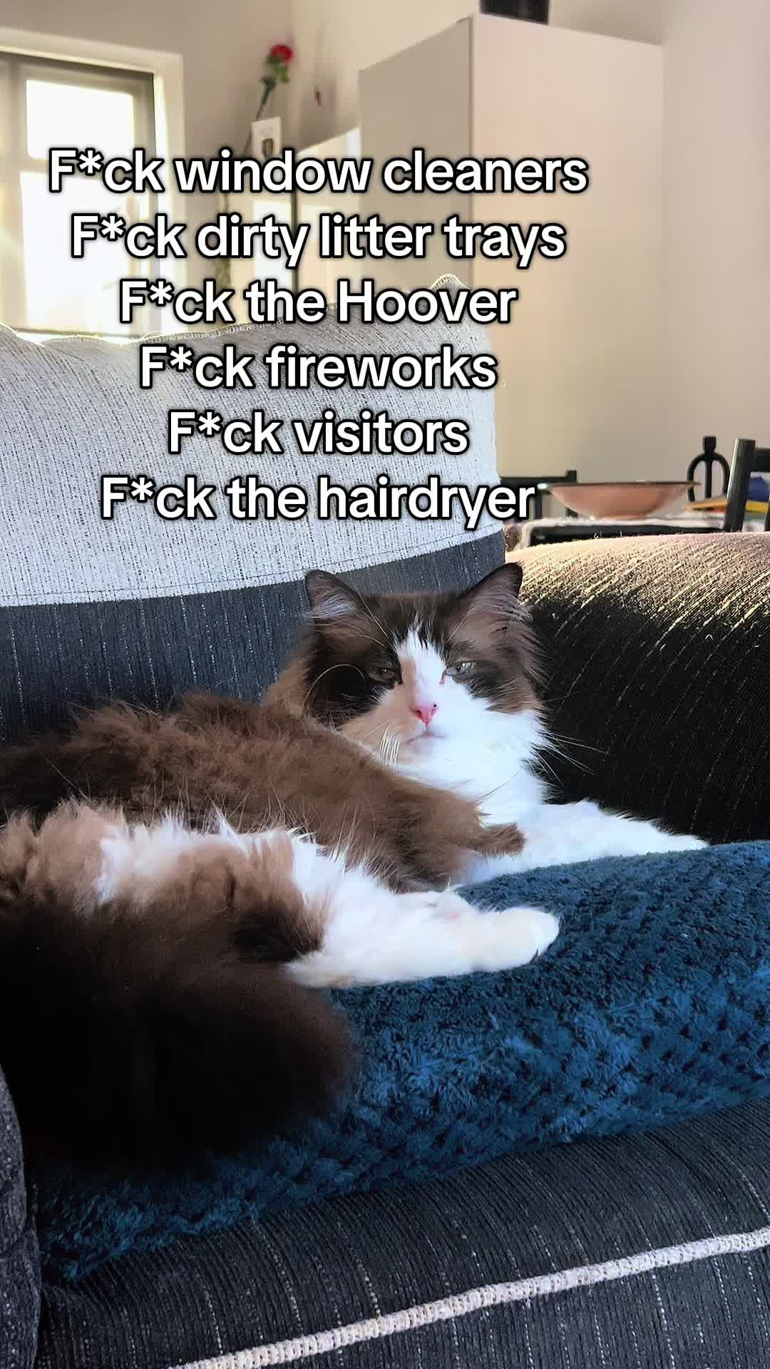 @Ted the ragdoll cat 🐾