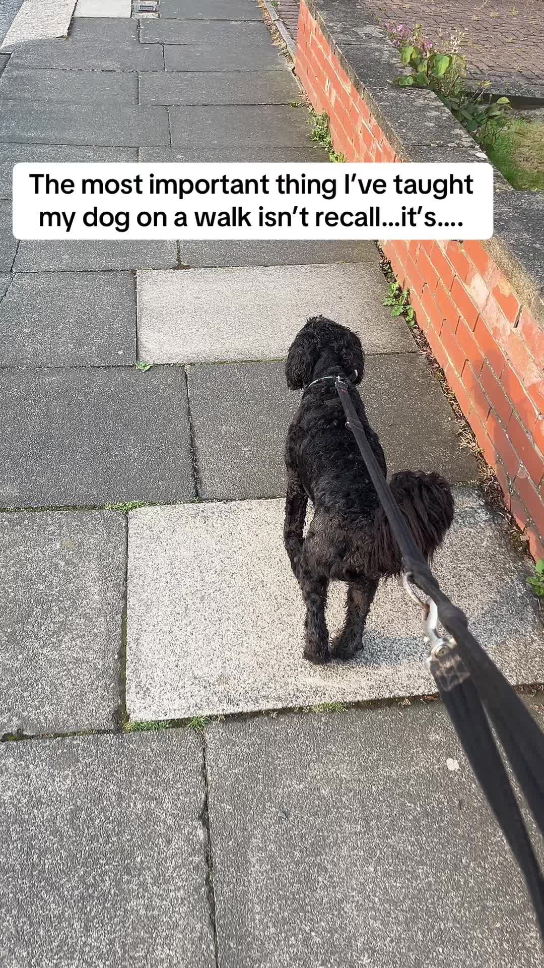 @2dogsandababy