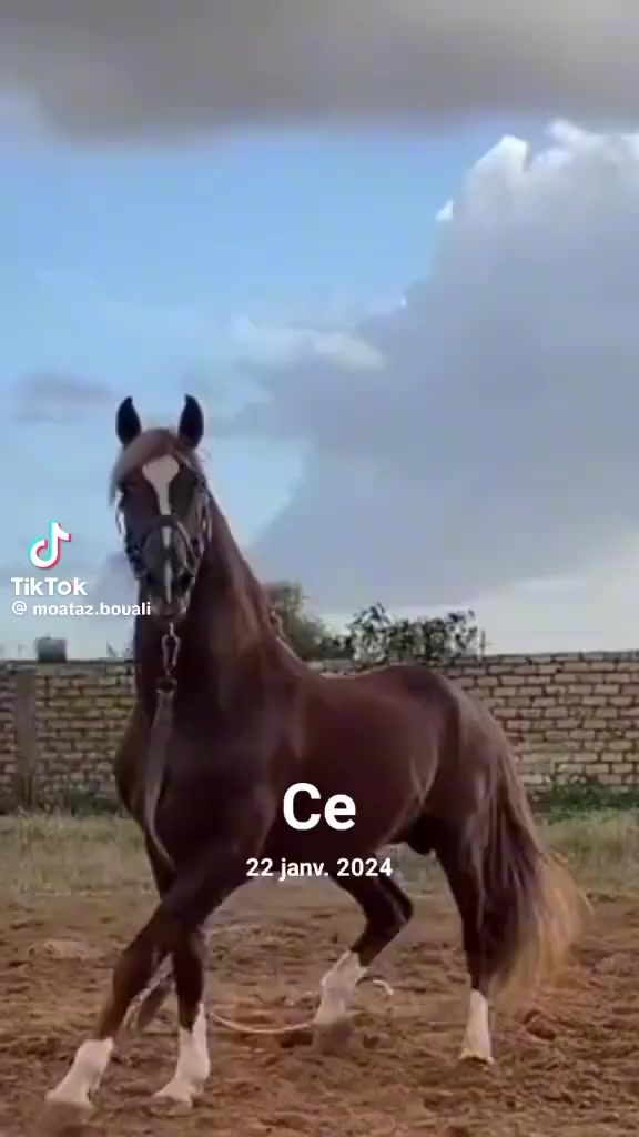 @اسماعيل خليل