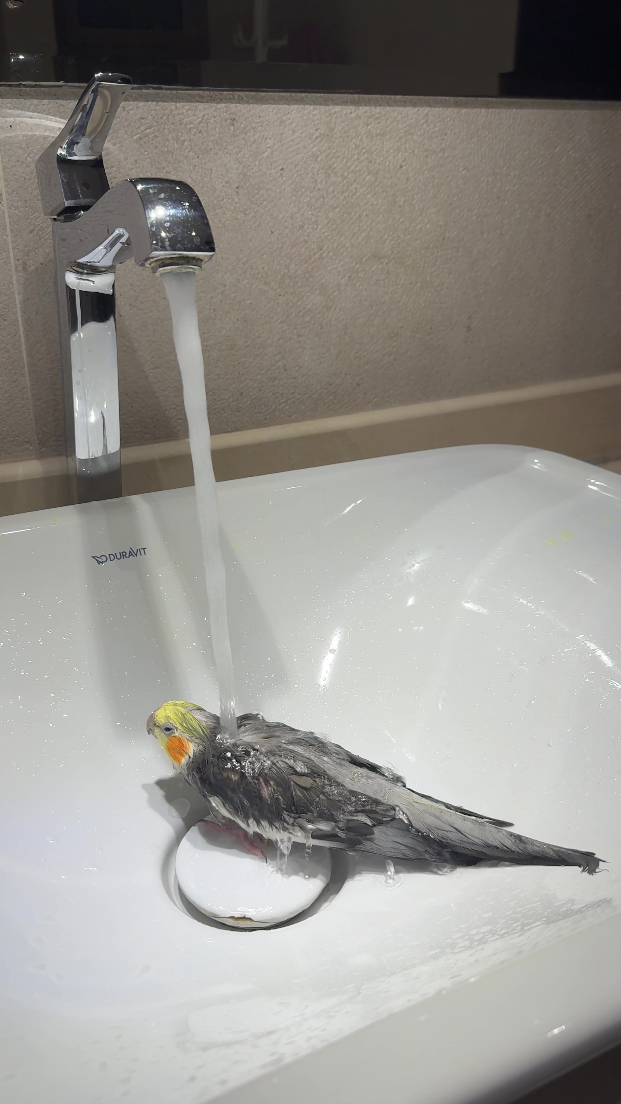 @Hamad Almutawa