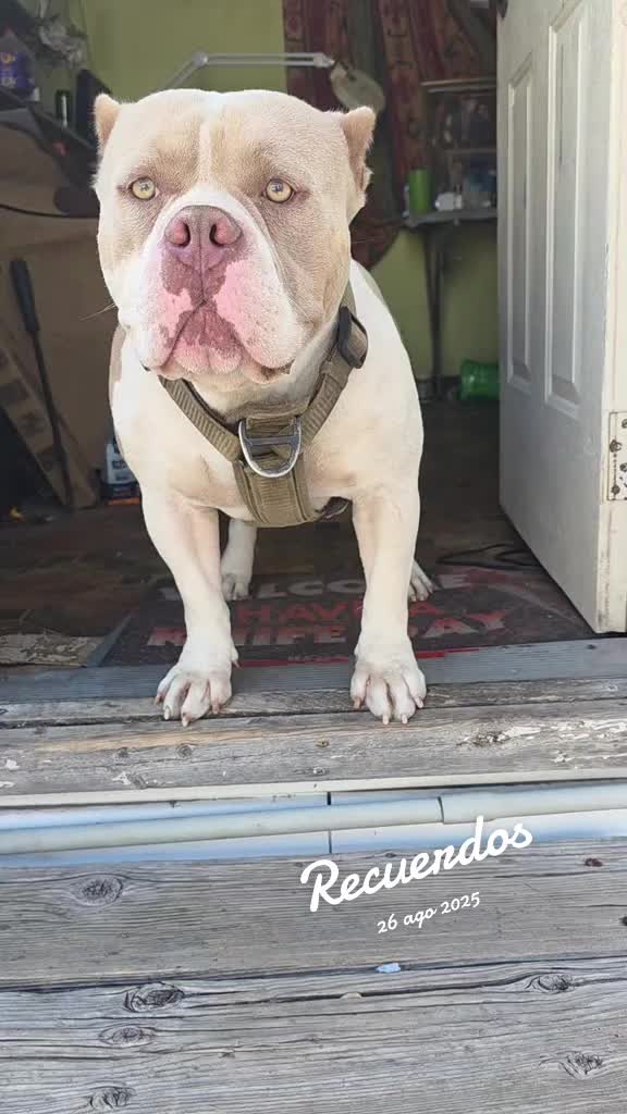 @José Yair AA