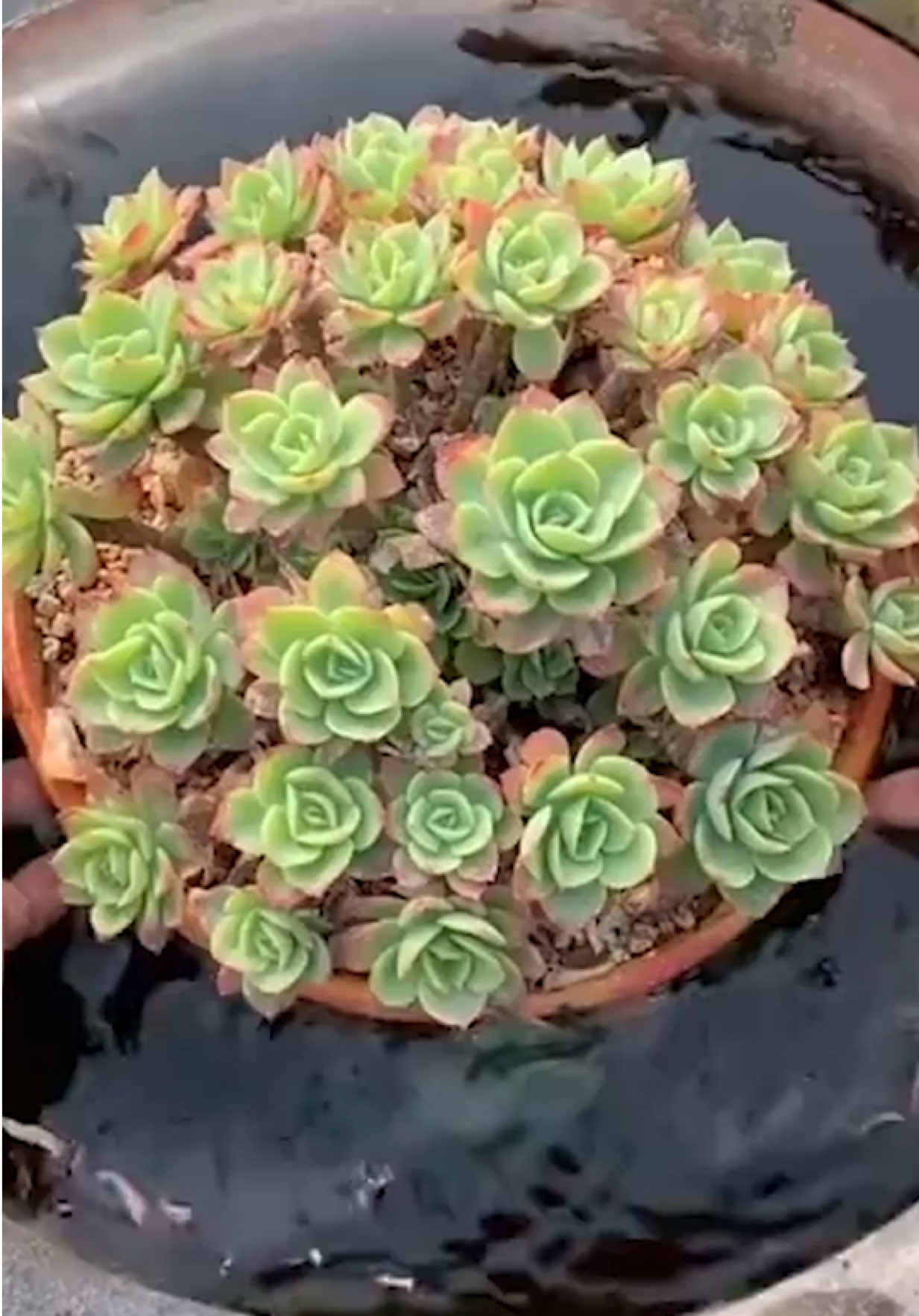 @Succulent Garden