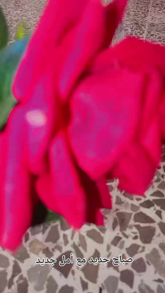 @رهام زينو