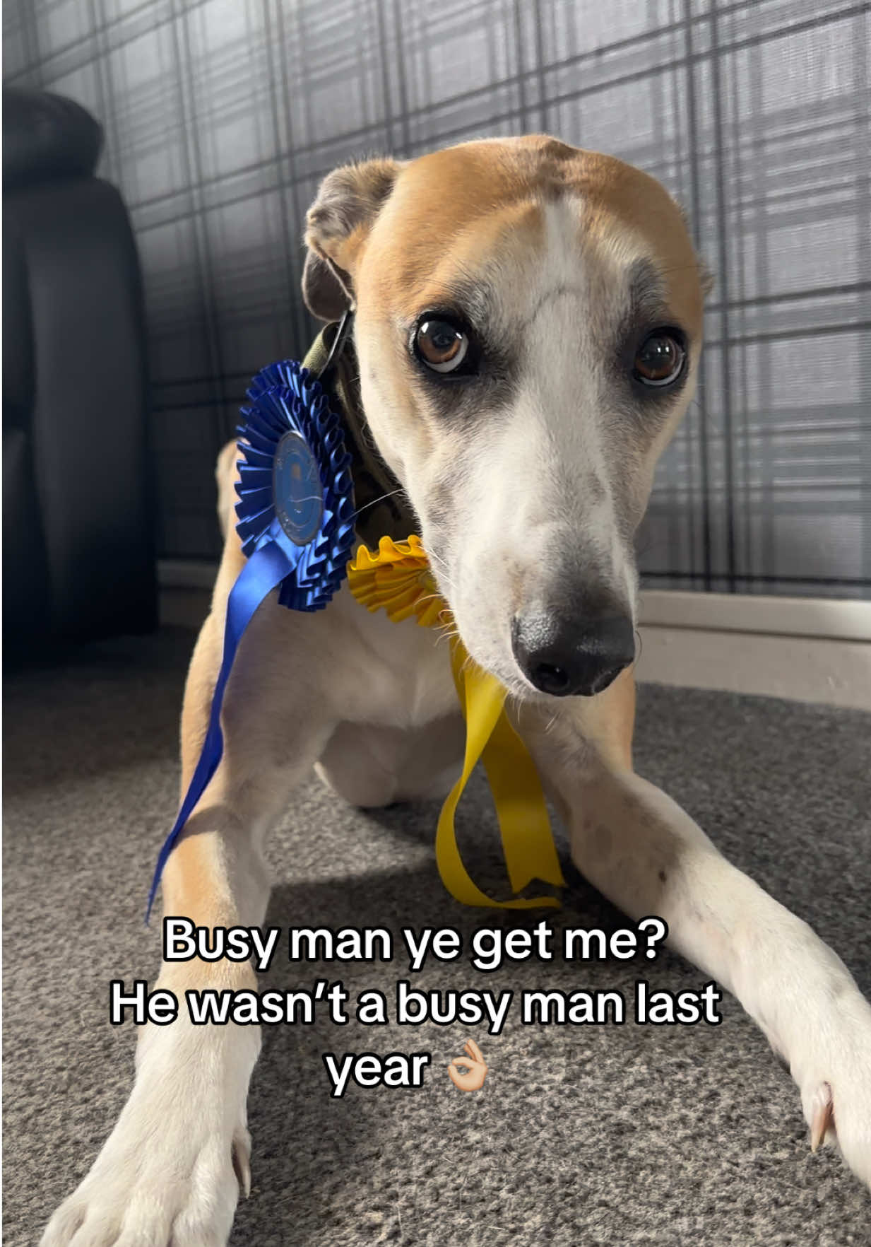 @Danni🧸 | The Lurchers & Co.🐕