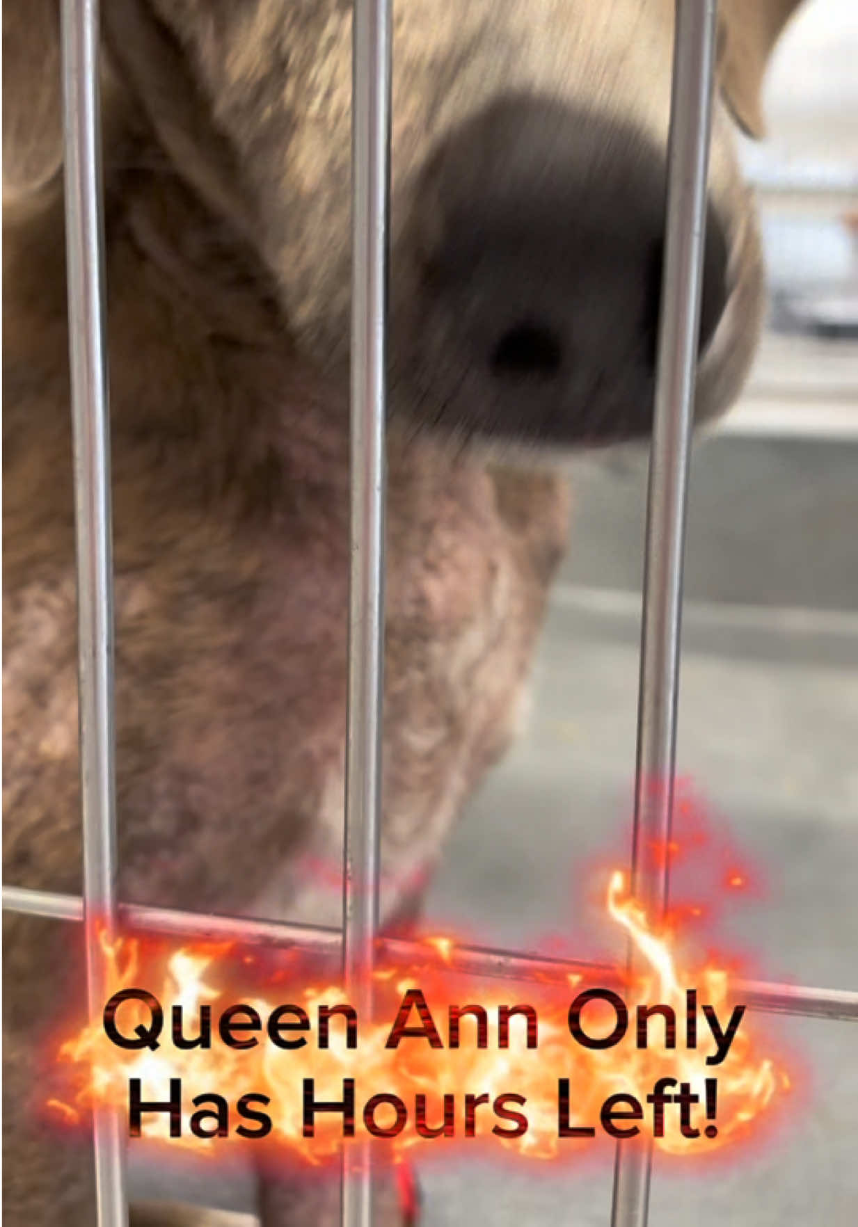 @pawssavingpaws
