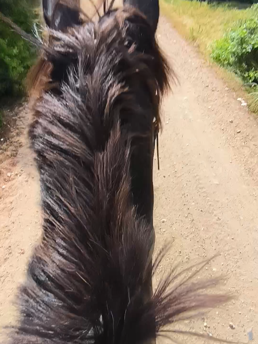 @LA CHICA DEL PONY🐴🌼