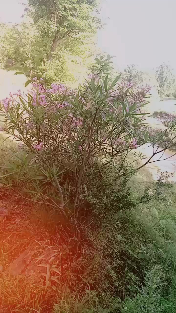 @mughlan di kuri