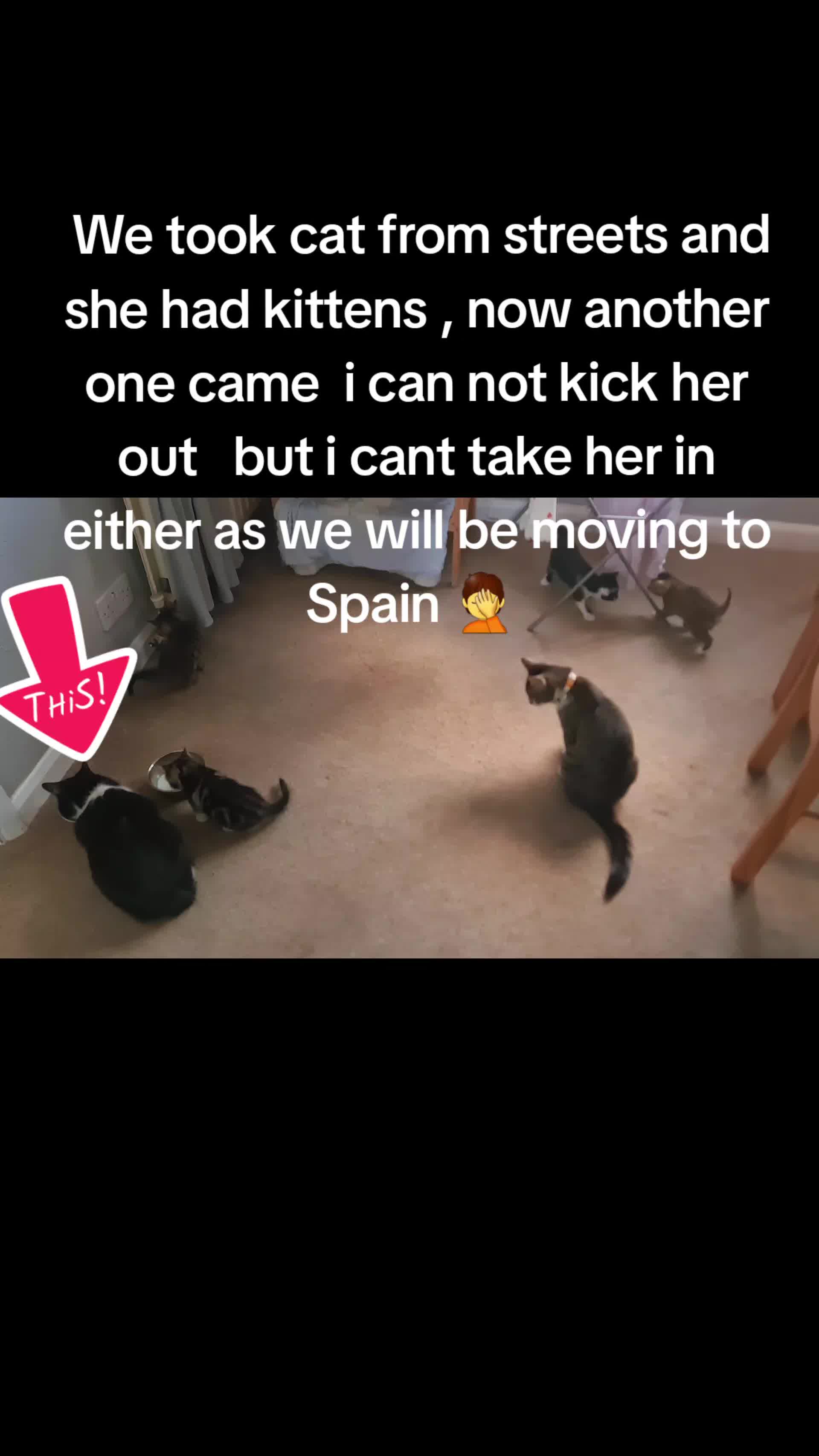 @Wellness for Pet