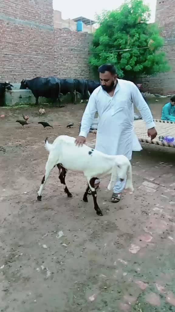 @amanat Kasai