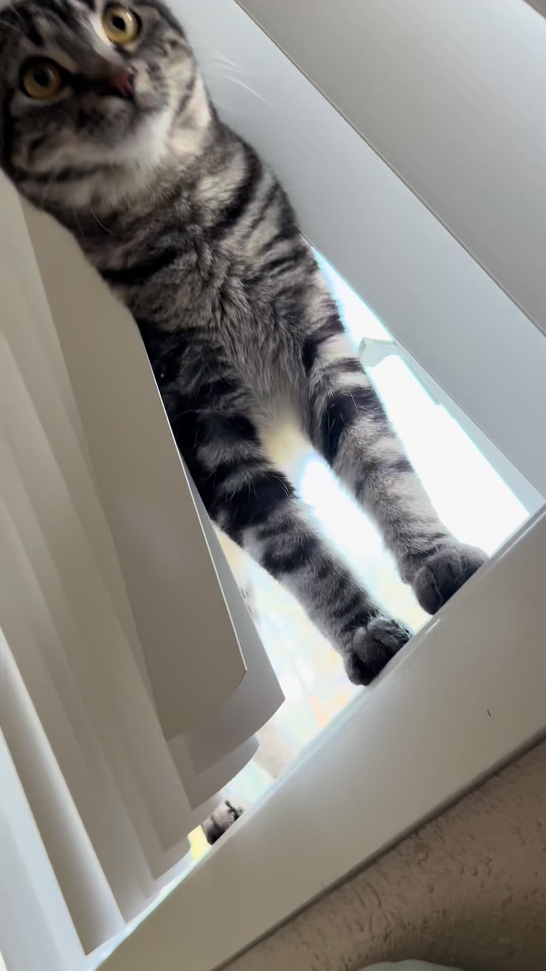 @KrazyKatz