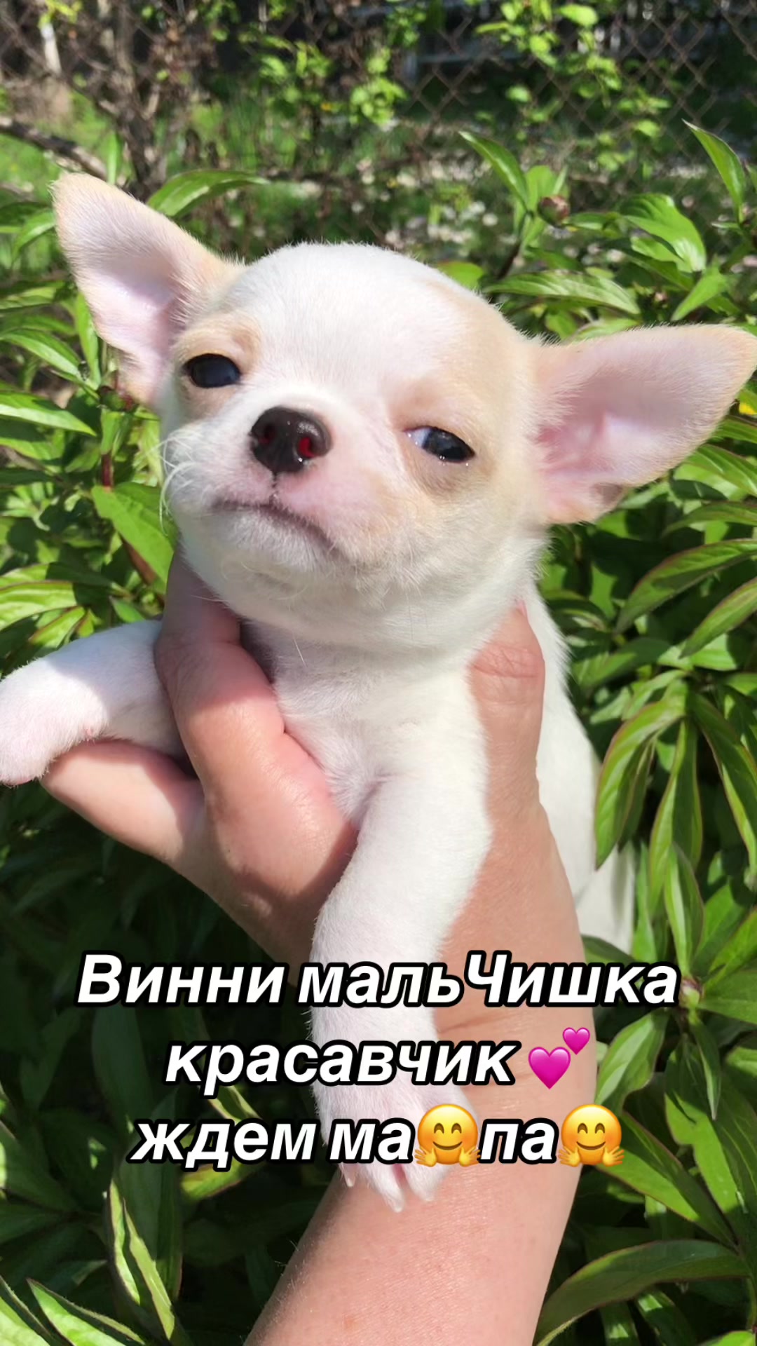 @dinastar_susan