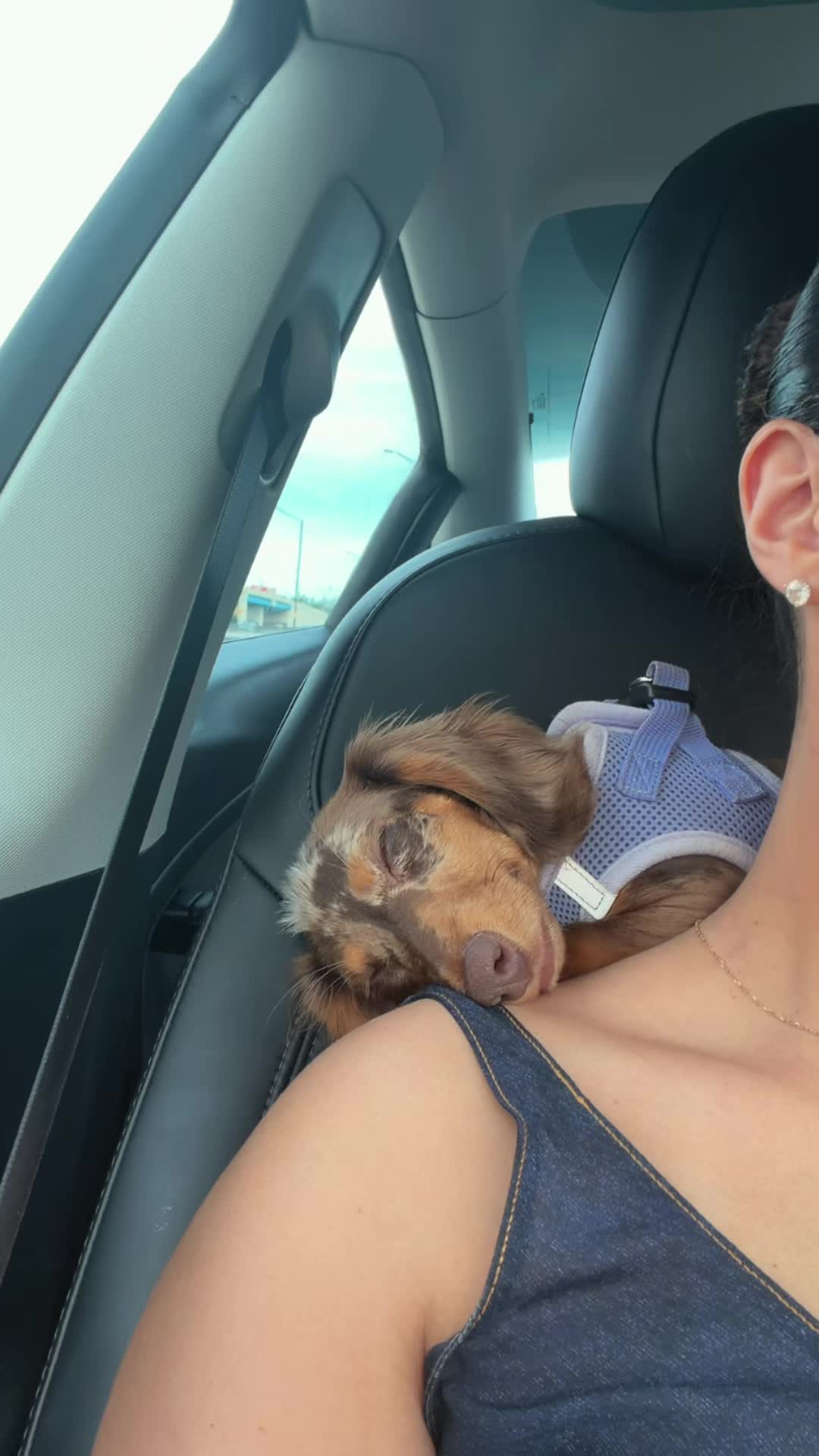 @Oli the Mini Doxie