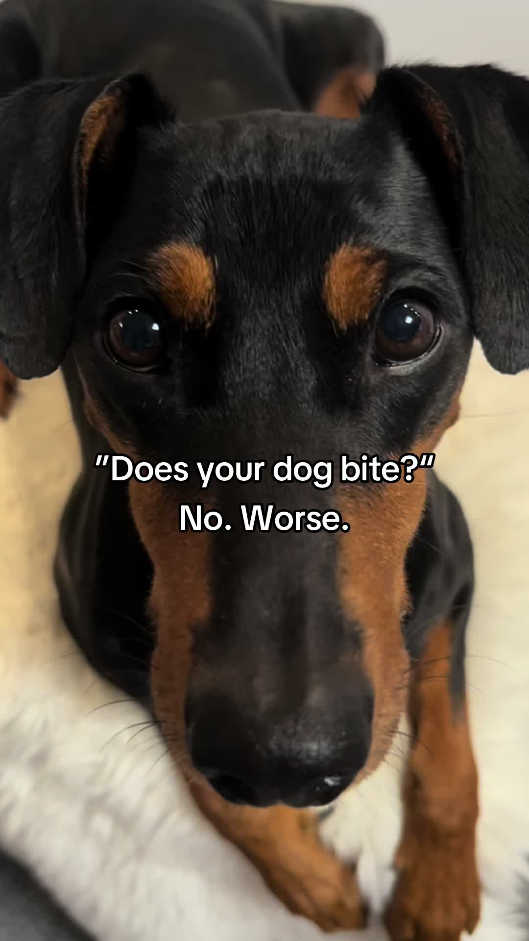 @AlvaTheHotDog