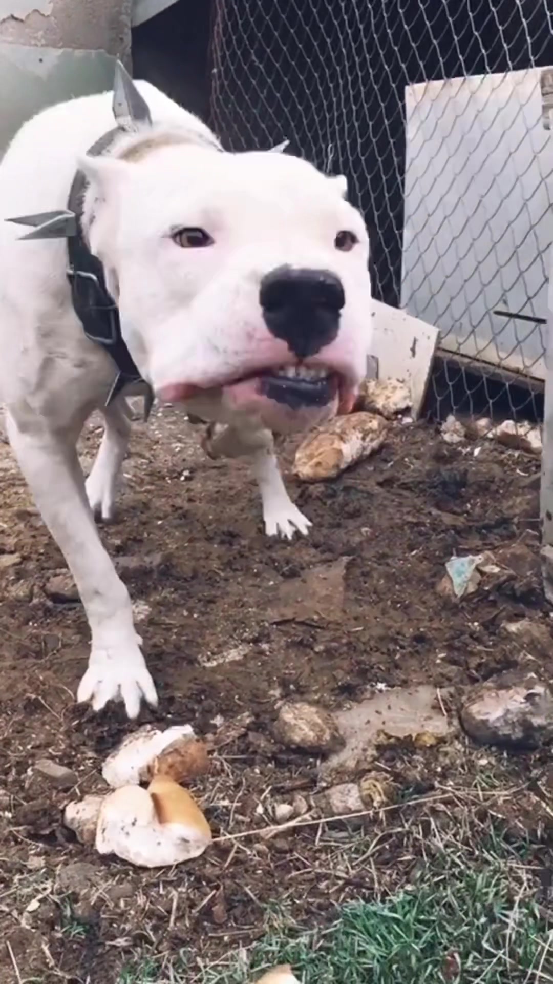 @Пушистики🐶