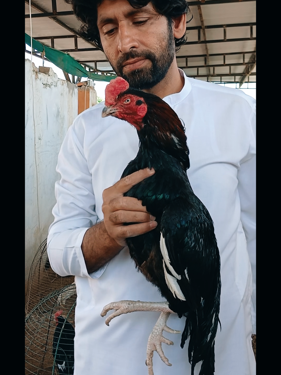 @Sajjad Aseel Farm