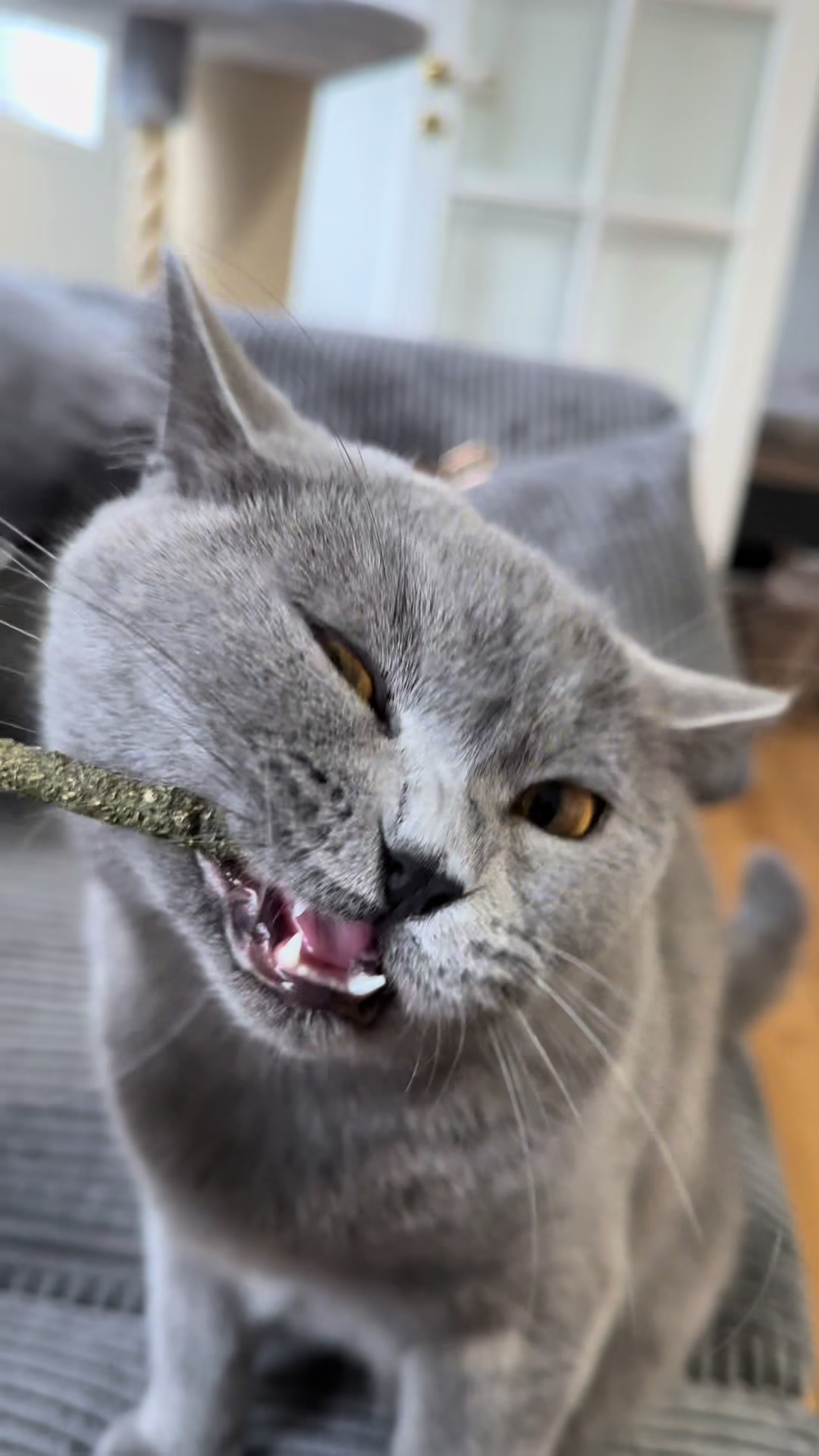 @Purrpawspals ✨