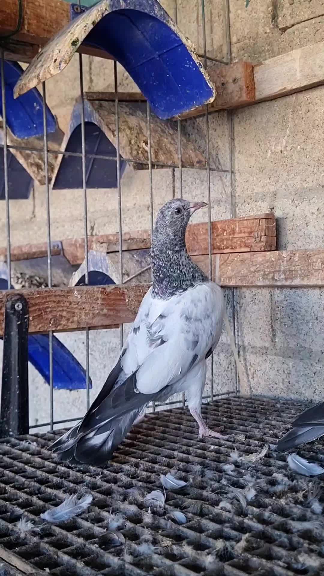 @Pigeons Tv