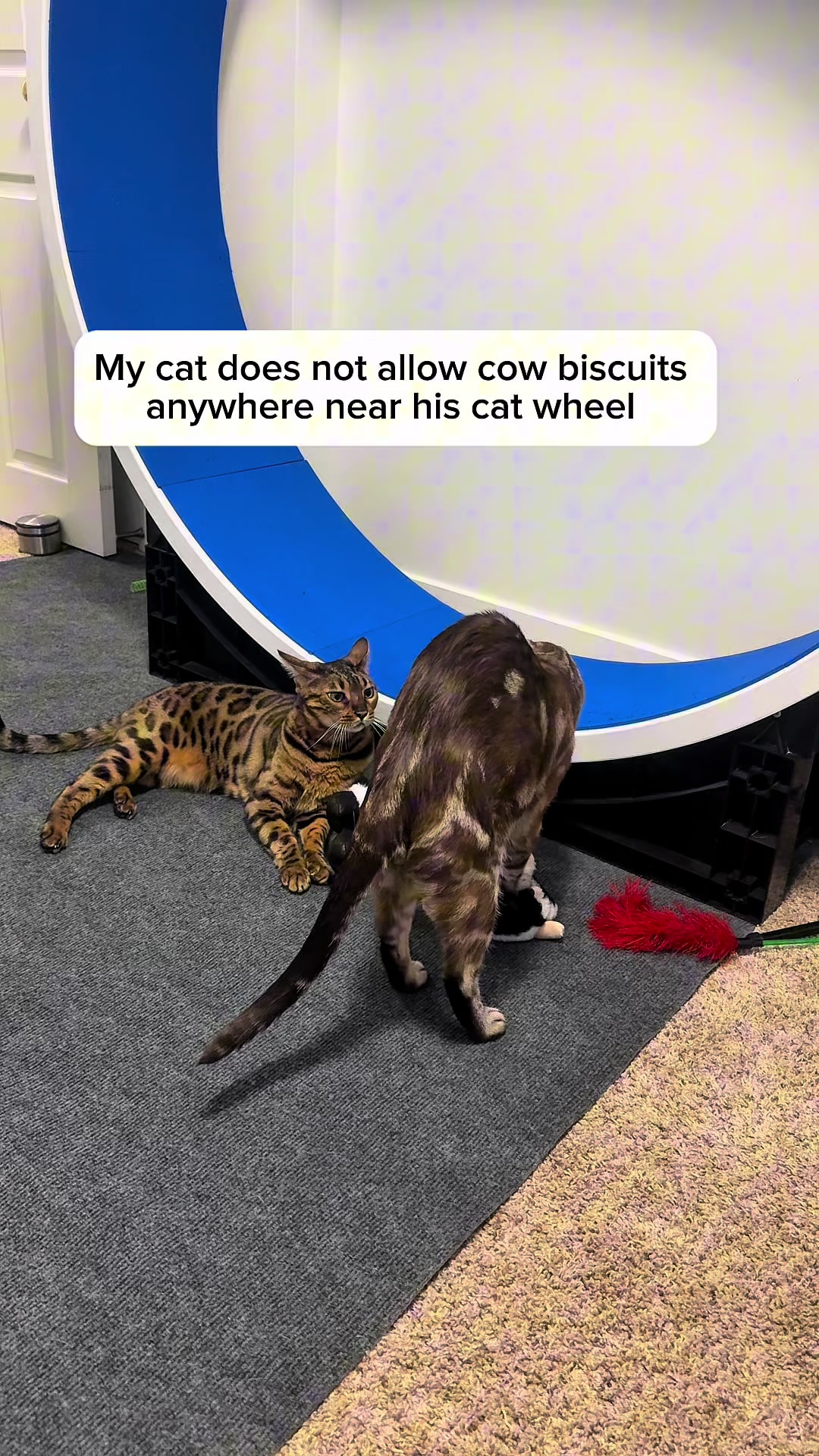 @Three Nawty Cats