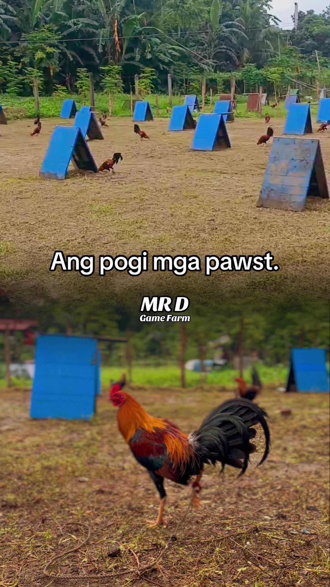@MR D Game Farm