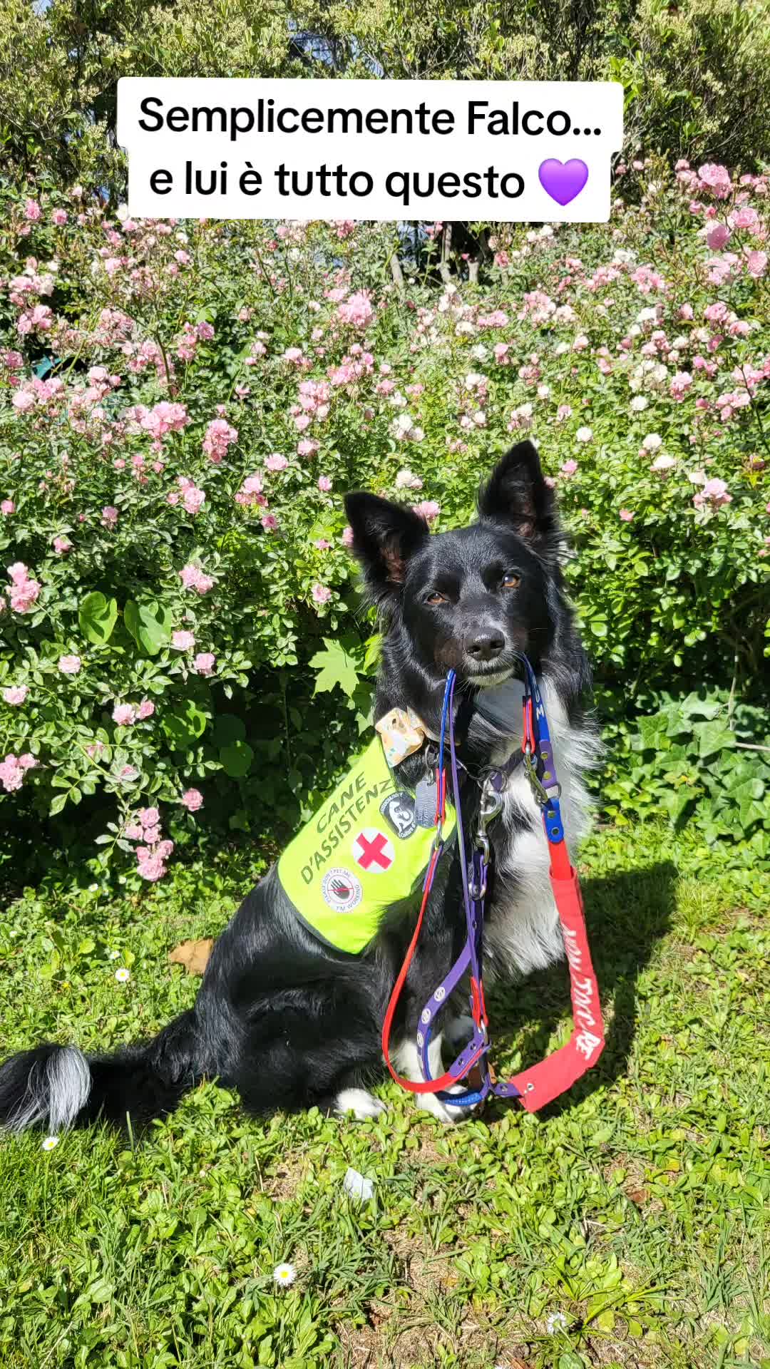 @Service dog Falco 🐾🦅🌈