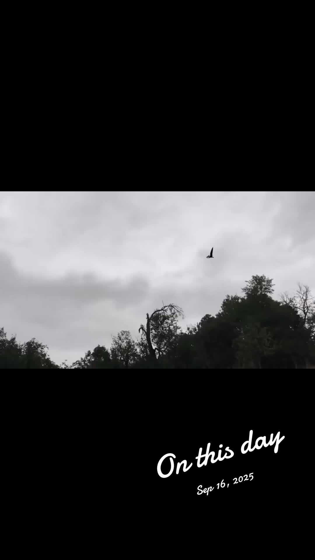 @PEJE-SAURIO69