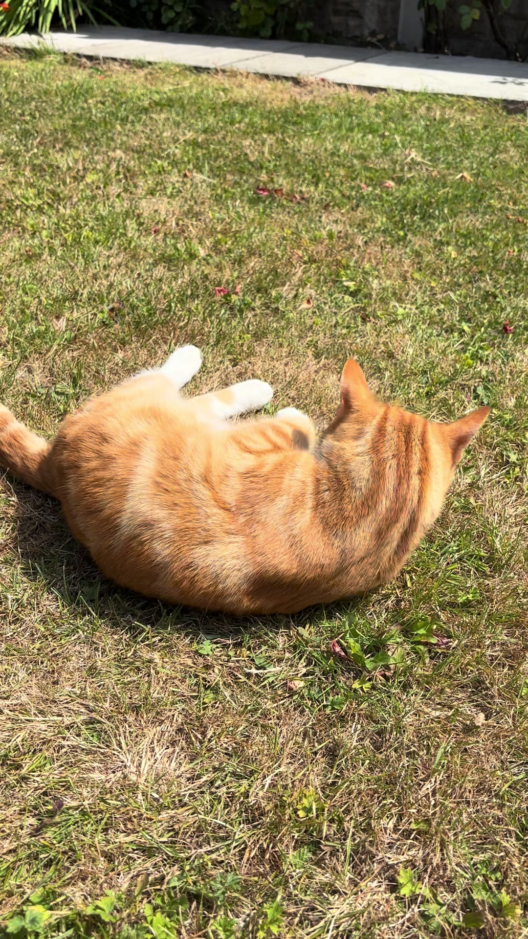 @Freddie the orange cat