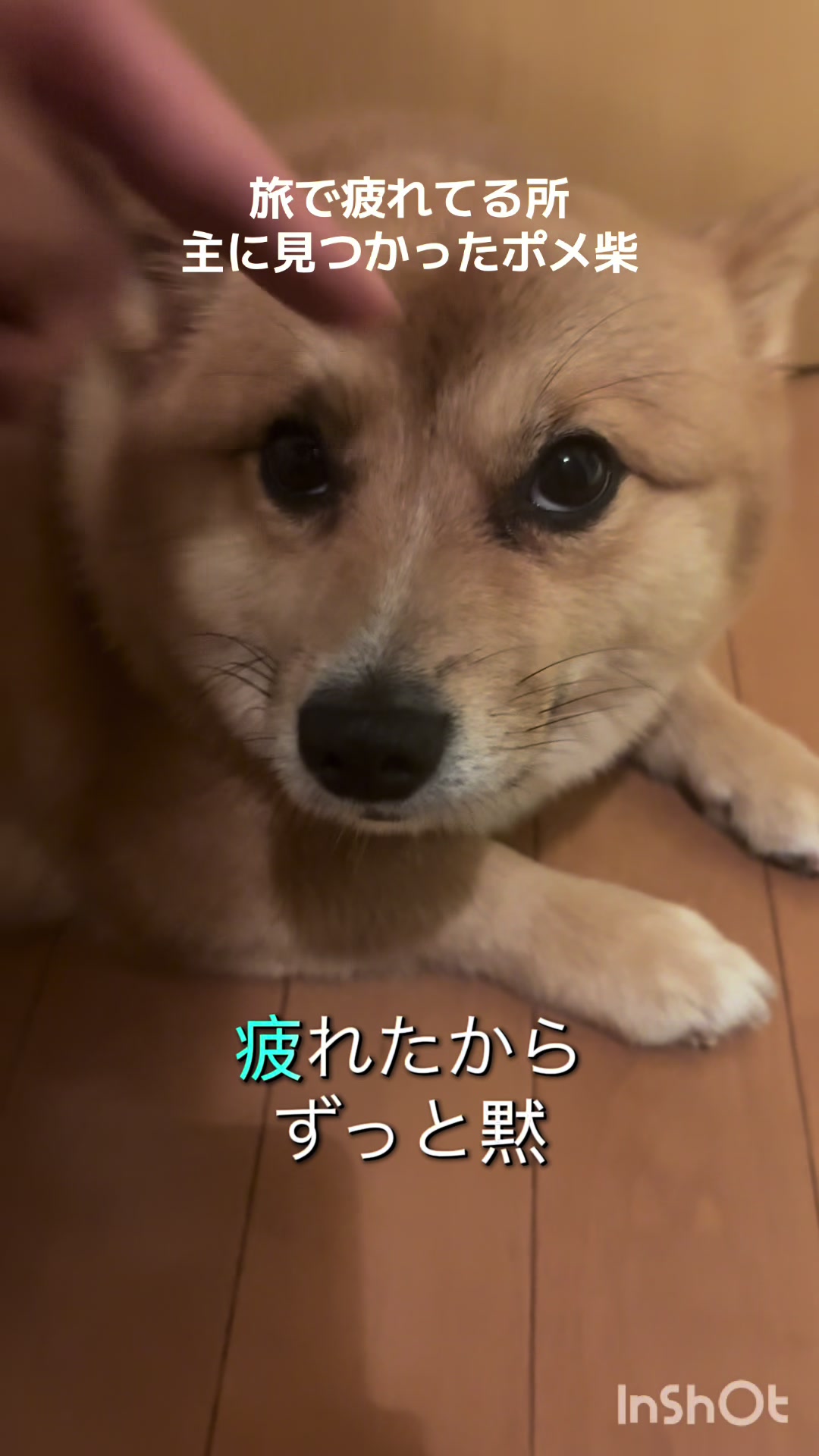 @ポメ柴もなか(もちゃ)୭