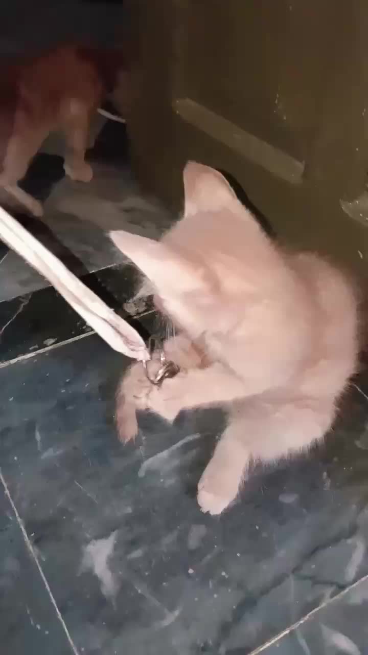 @cutecatlover8172