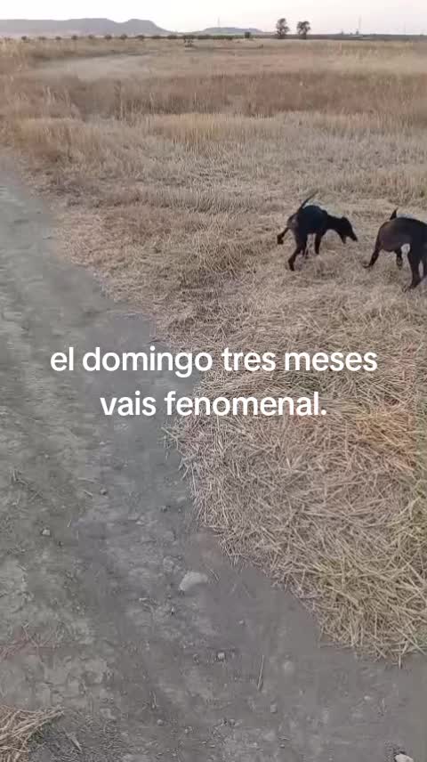 @cocodrilo