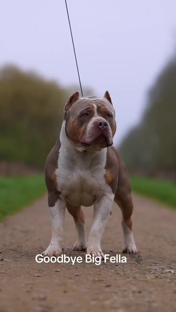 @Tribe Bully Kennels