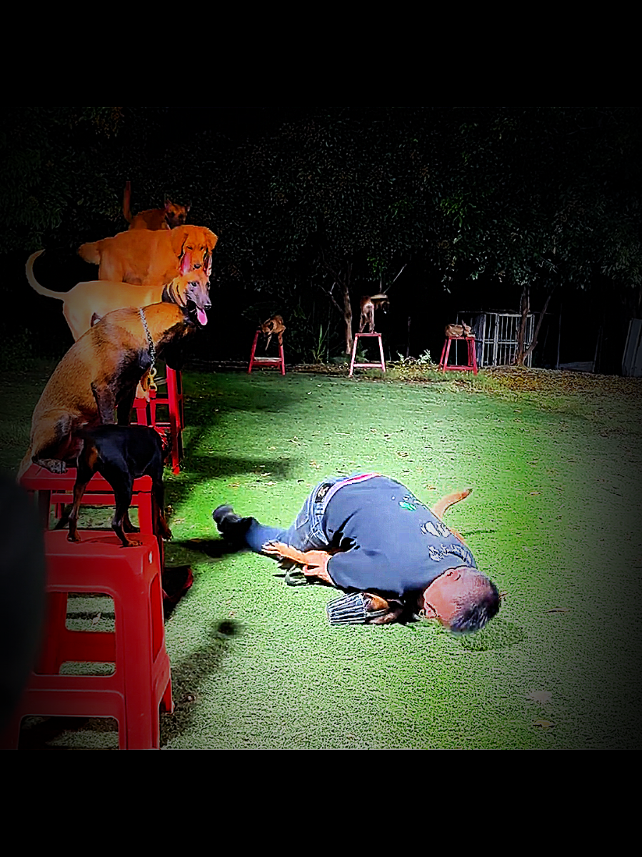 @Dog training ®