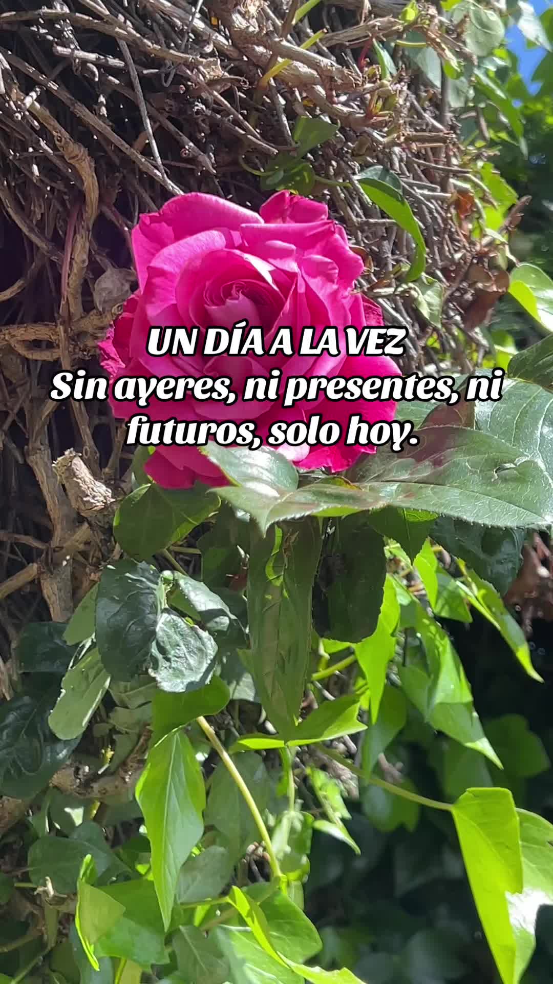 @🌻Lucía🌻