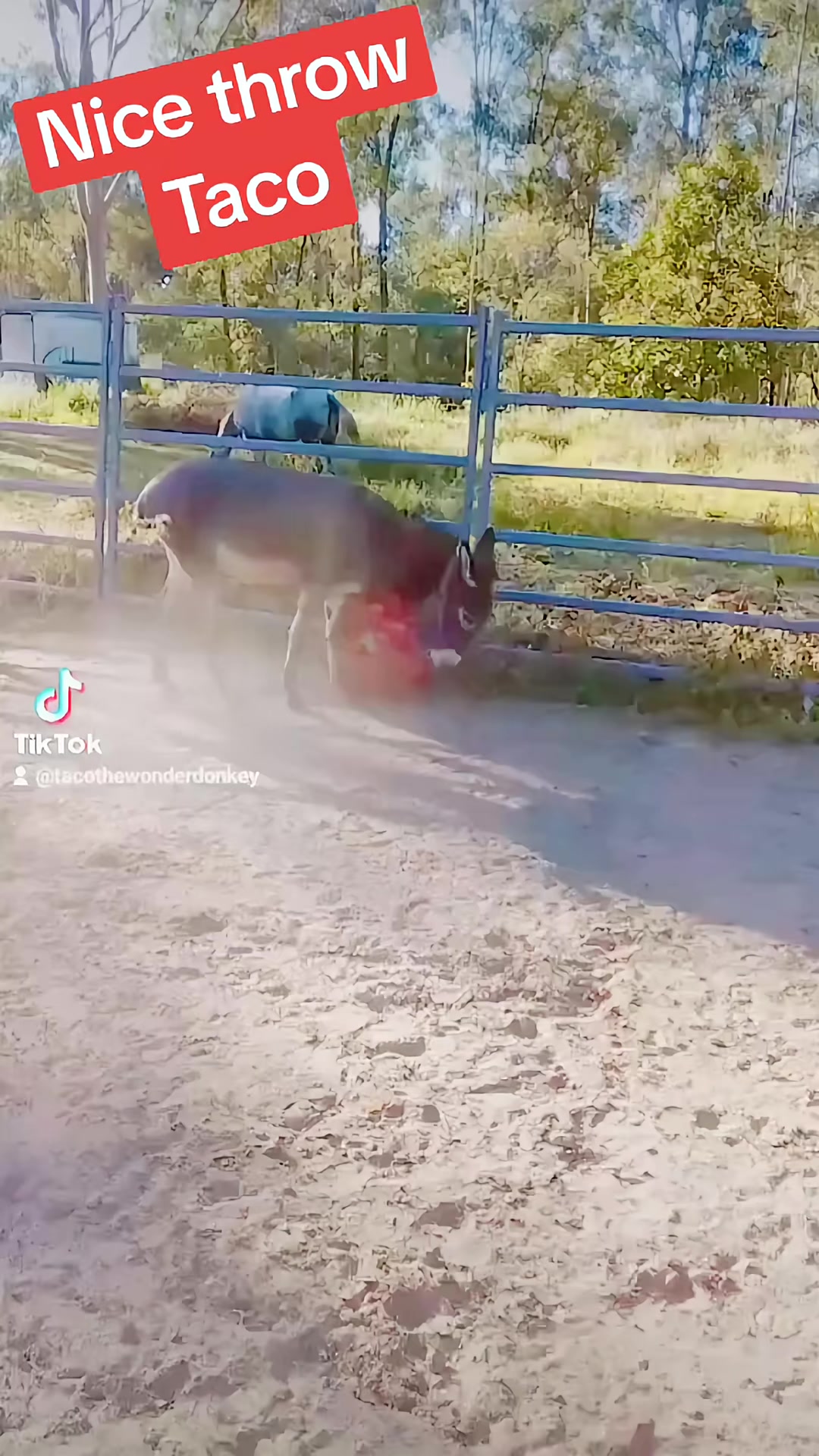 @Tacothewonderdonkey