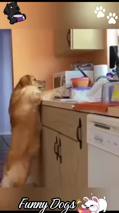 @Gulp 🇦🇹Team Chihuahua ❤