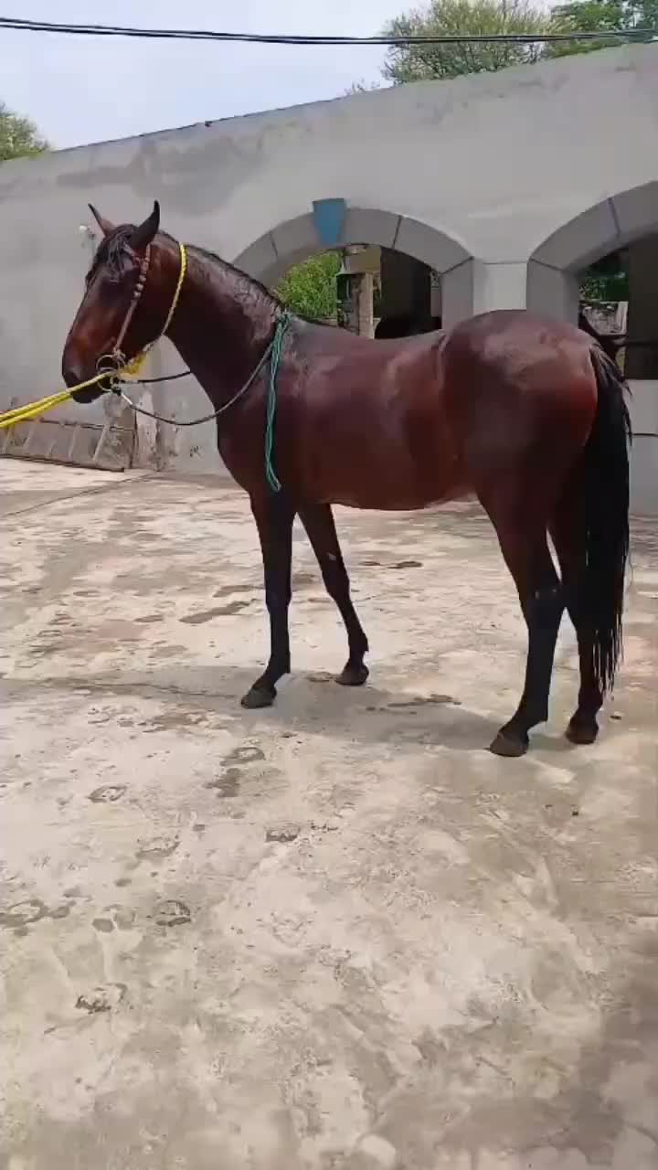 @Only Horse Video 🐴🐴