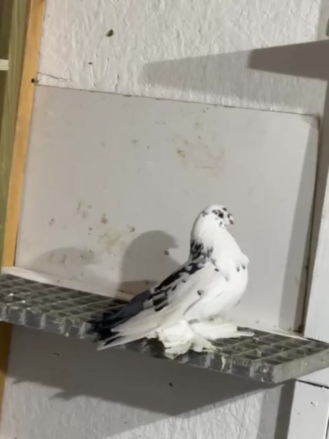 @Pigeon London