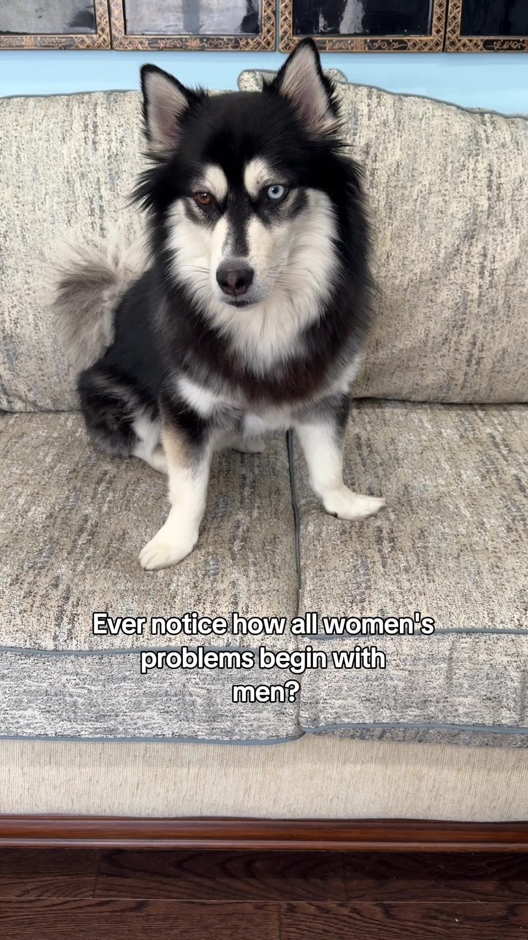 @Zeus the Pomsky🐾