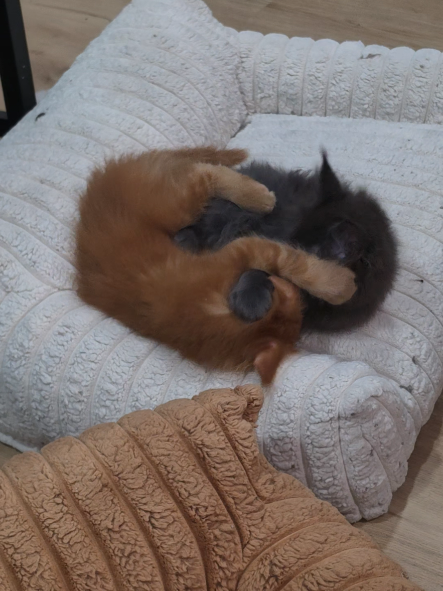 @Peaky Claws Cattery