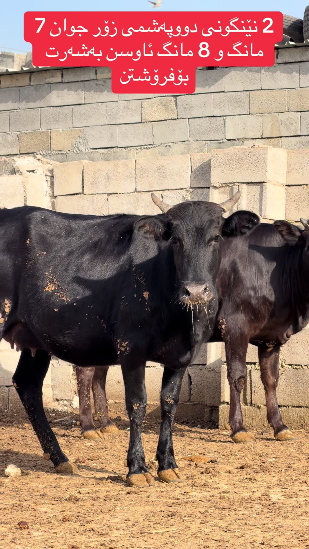 @مەیدانی ئاژەڵانی محمد 🐄🐂