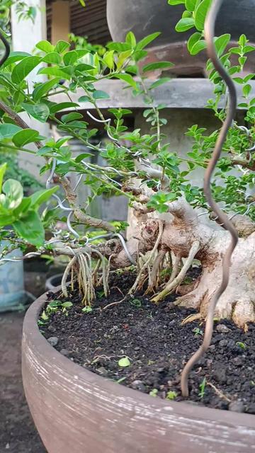 @Yanubonsai