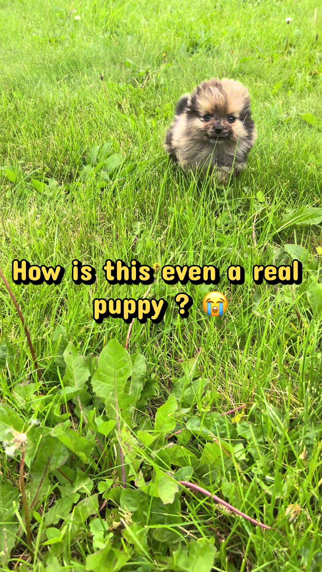 @Dannys Family Pets