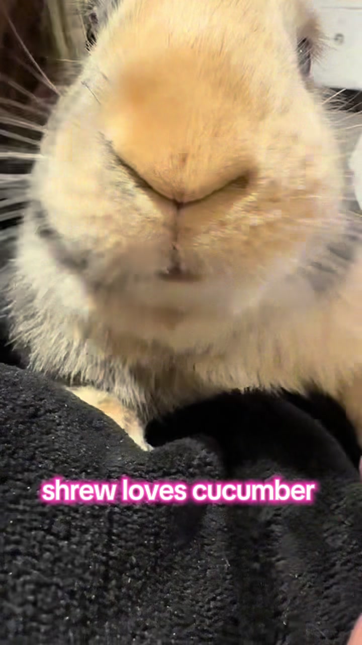 @Vexatiouus