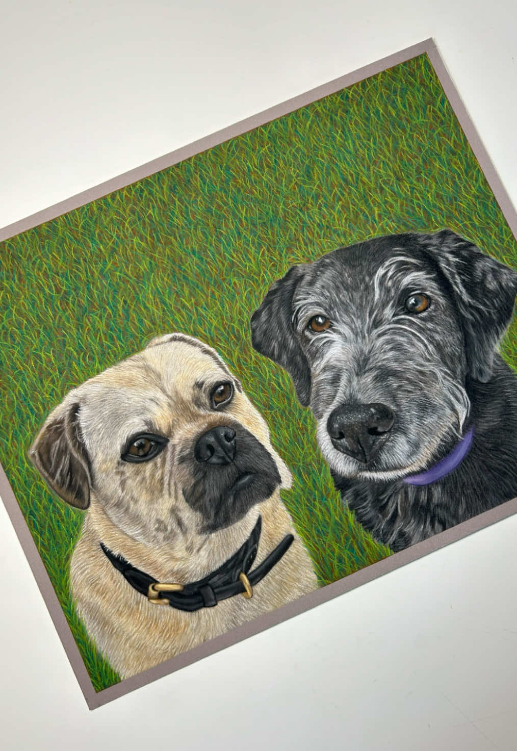 @Pet portraits