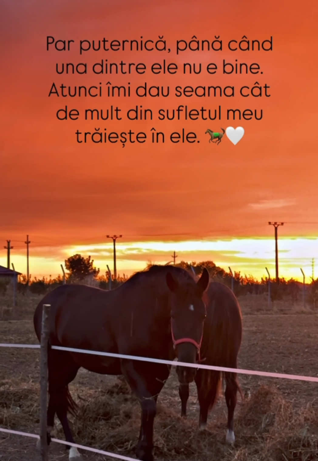 @gabriela.agrovet
