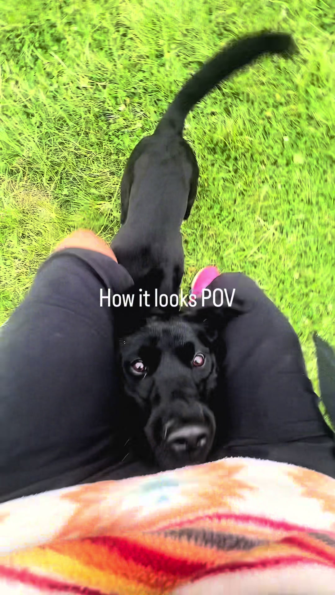 @Valleys Dog Training