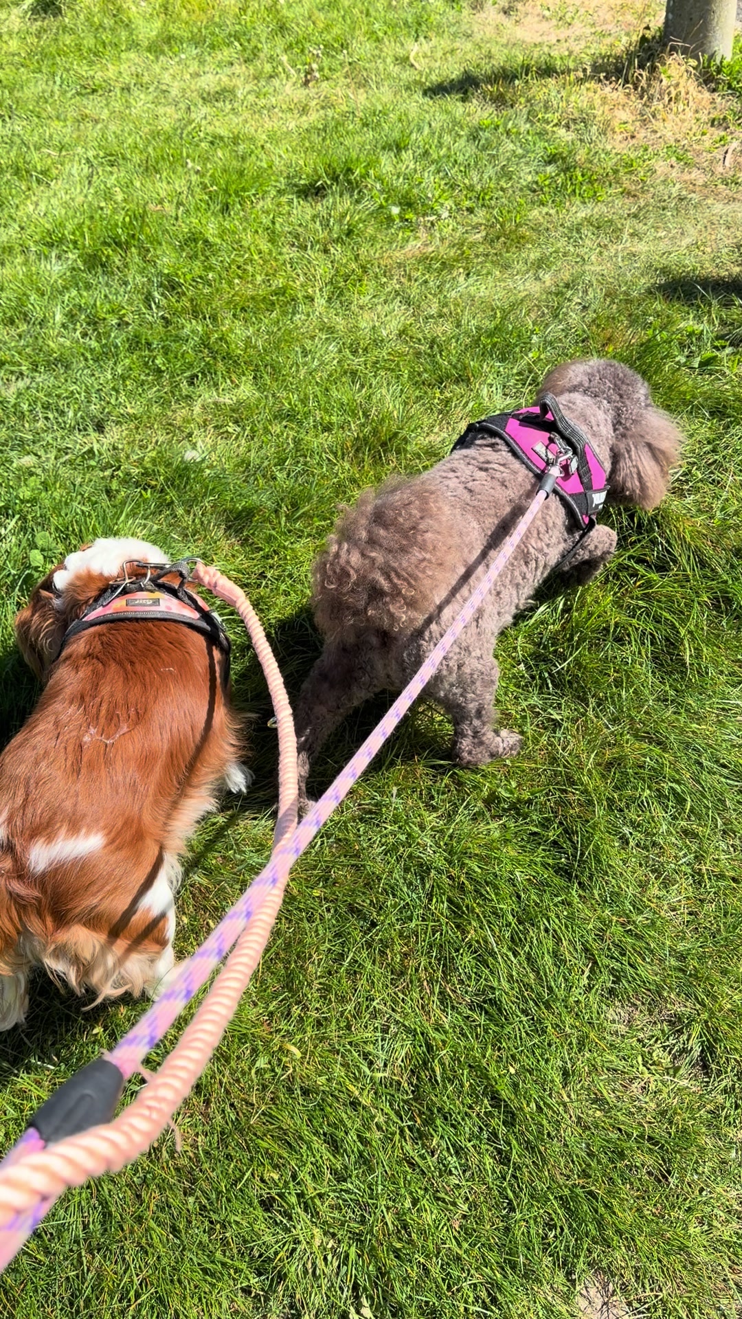 @Coco the Poodle & friends