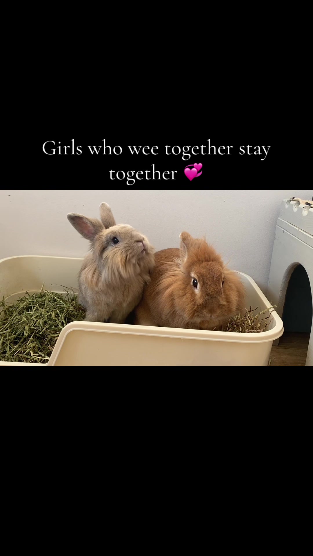 @Marmite🪽Toastie, Nala ♡