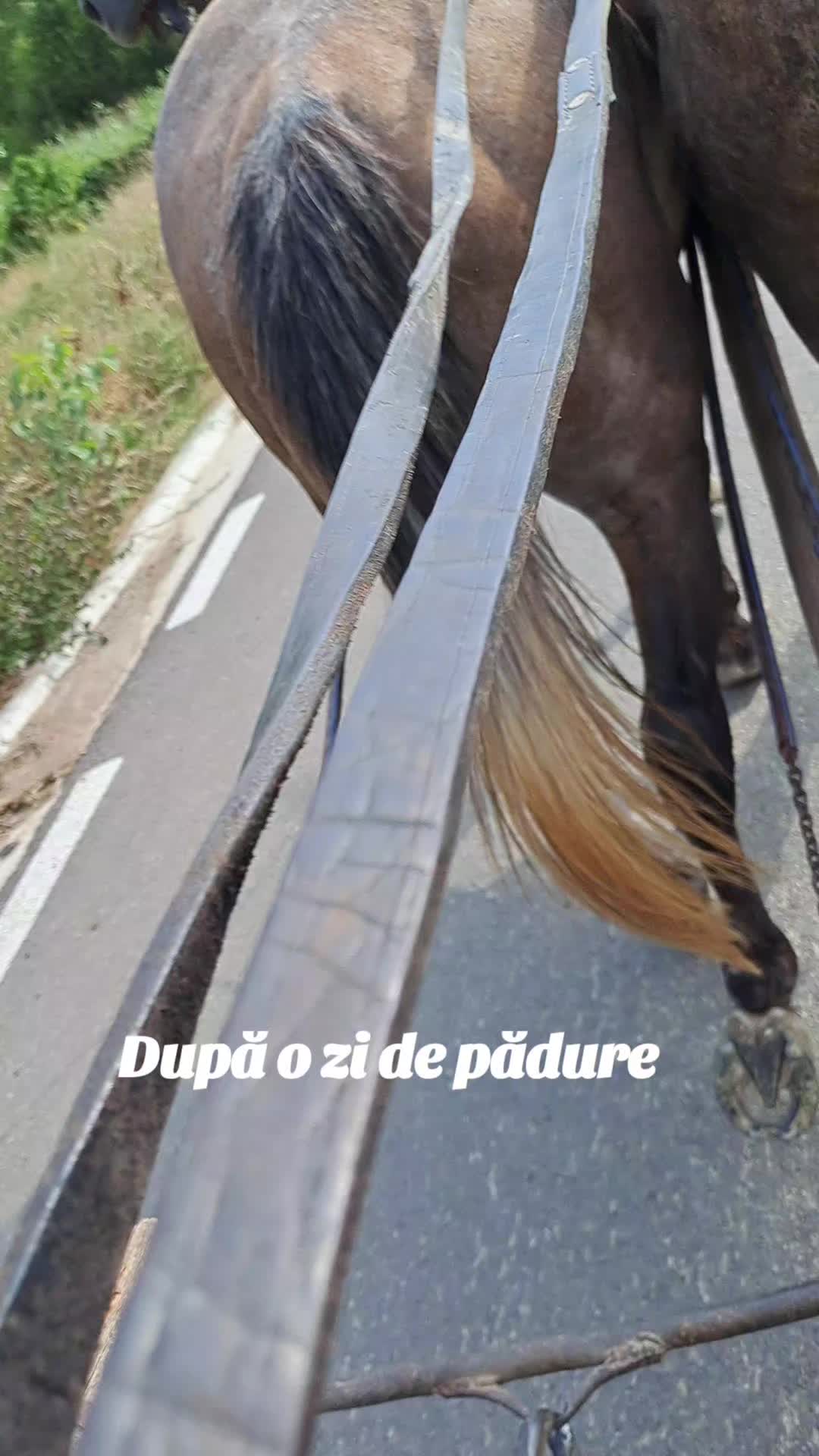 @Dascãlu Flöriñ