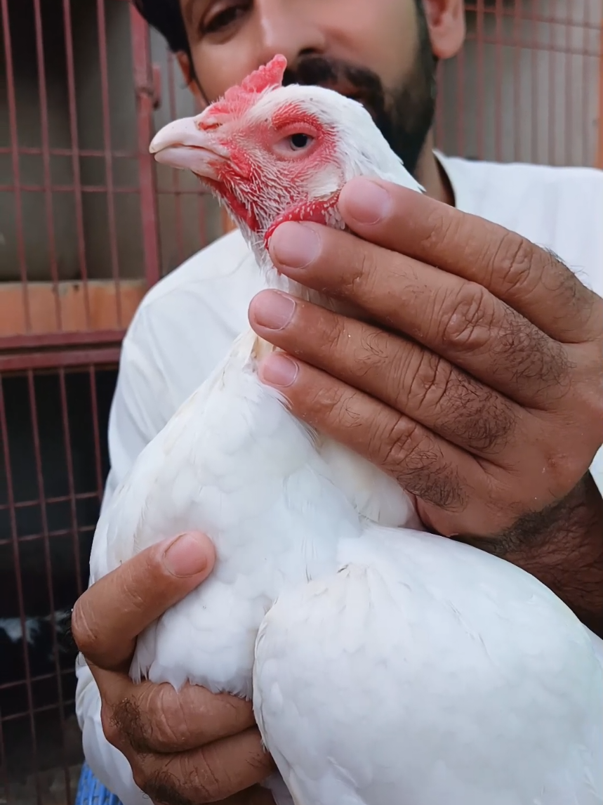@Sajjad Aseel Farm