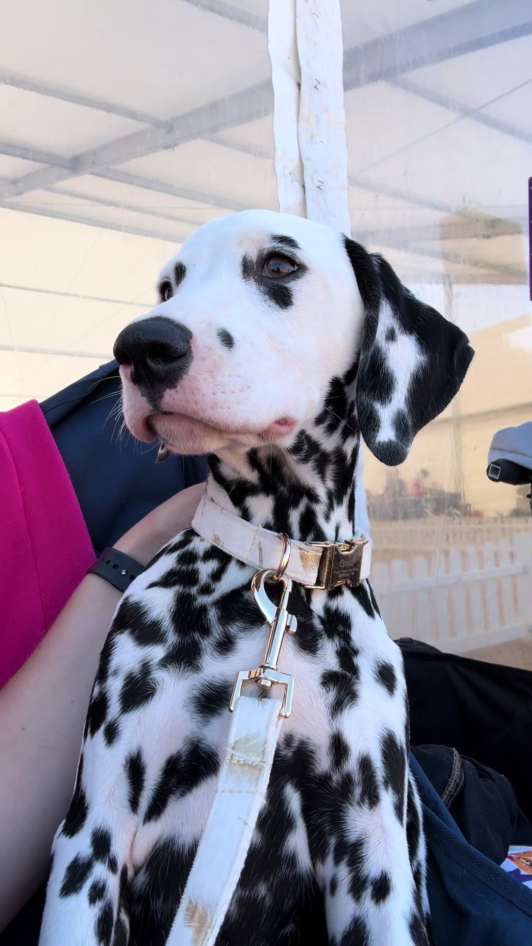 @Tommy & Babbles the Dalmatian